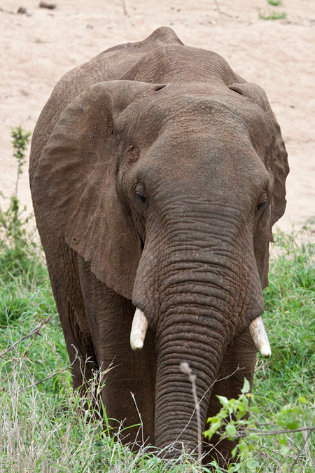 African Elephant, En Route Skukuza to Olifant's Rest Camp, Kruger National Park, South Africa