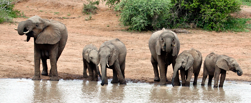 African Elephant, En Route Skukuza to Olifant's Rest Camp, Kruger National Park, South Africa