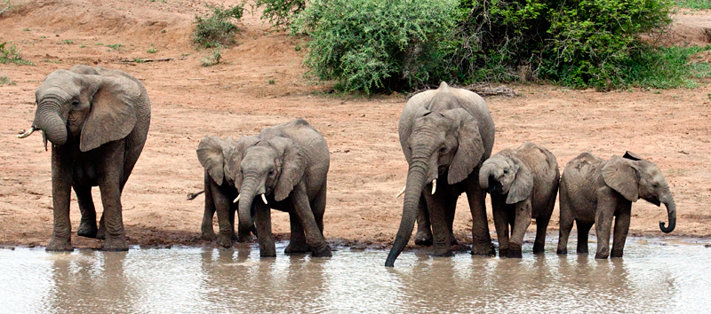 African Elephant, En Route Skukuza to Olifant's Rest Camp, Kruger National Park, South Africa