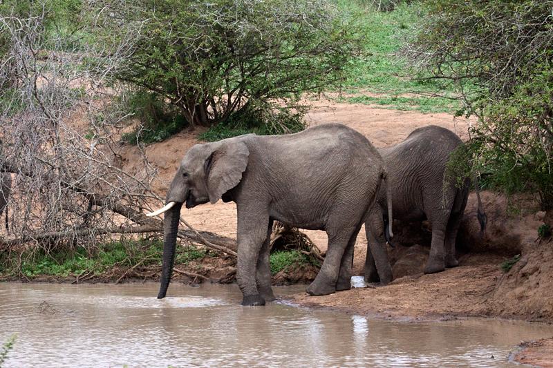 African Elephant, En Route Skukuza to Olifant's Rest Camp, Kruger National Park, South Africa