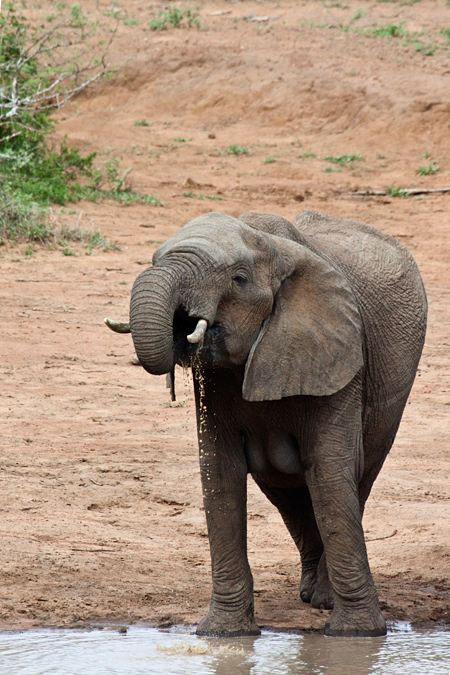 African Elephant, En Route Skukuza to Olifant's Rest Camp, Kruger National Park, South Africa