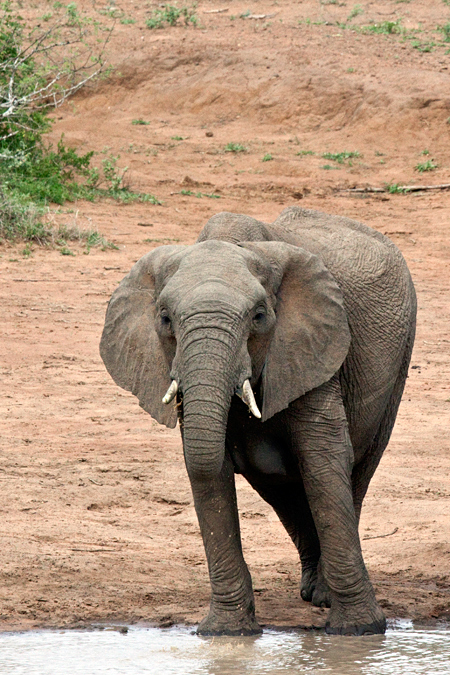 African Elephant, En Route Skukuza to Olifant's Rest Camp, Kruger National Park, South Africa