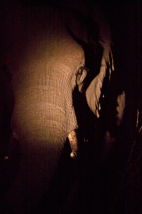 African Elephant, Night Drive out of Olifant's Rest Camp, Kruger National Park, South Africa