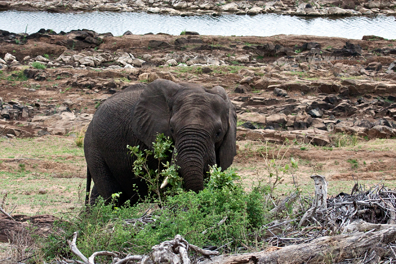 African Elephant, En Route Olifant's to Satara Rest Camp, Kruger National Park, South Africa