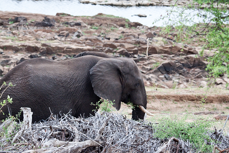 African Elephant, En Route Olifant's to Satara Rest Camp, Kruger National Park, South Africa