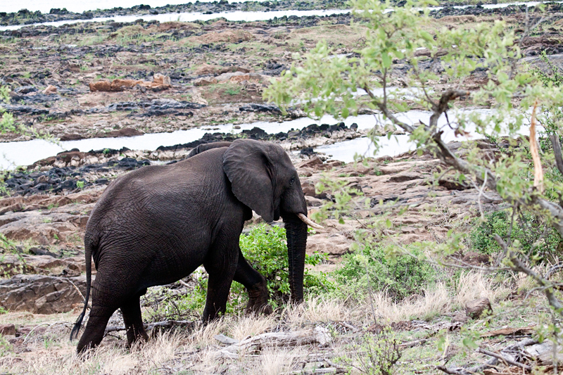 African Elephant, En Route Olifant's to Satara Rest Camp, Kruger National Park, South Africa