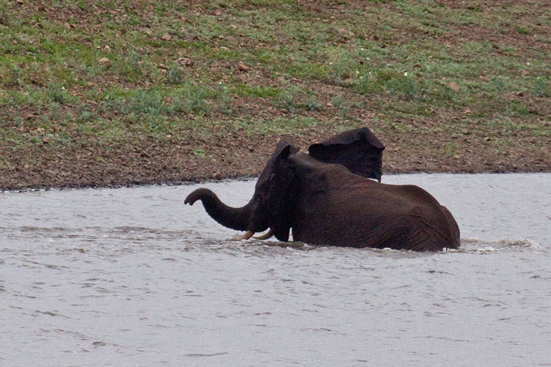 African Elephant Bathing, En Route Olifant's to Satara Rest Camp, Kruger National Park, South Africa