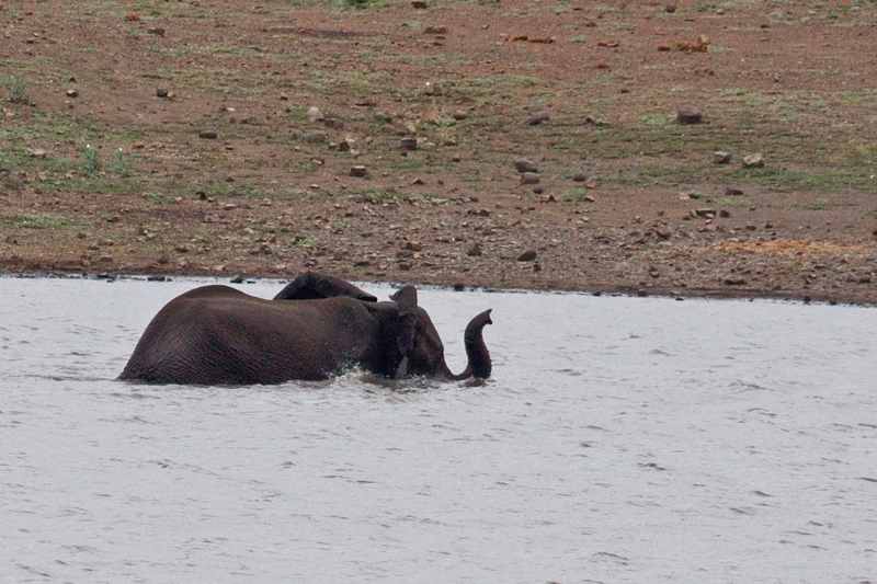 African Elephant Bathing, En Route Olifant's to Satara Rest Camp, Kruger National Park, South Africa