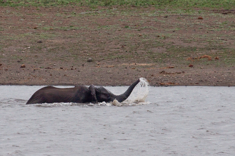 African Elephant Bathing, En Route Olifant's to Satara Rest Camp, Kruger National Park, South Africa