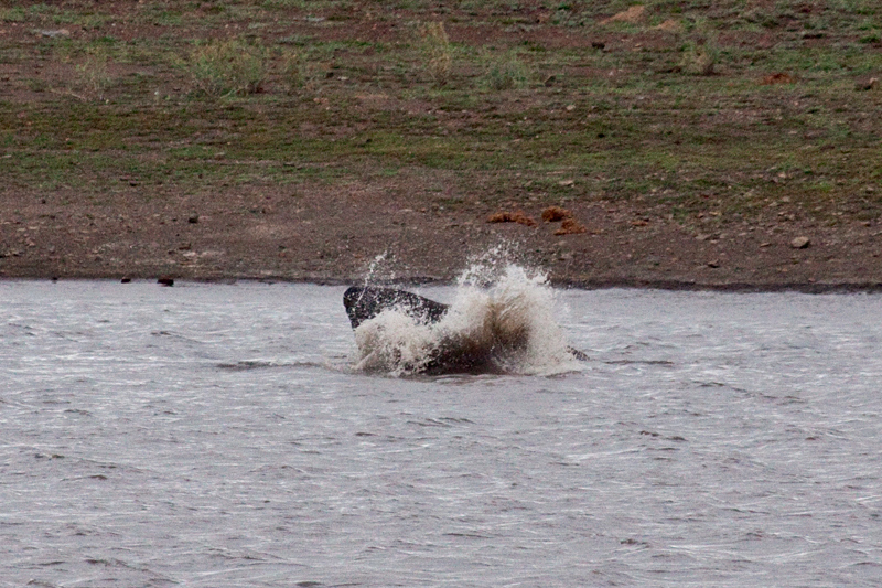 African Elephant Bathing, En Route Olifant's to Satara Rest Camp, Kruger National Park, South Africa