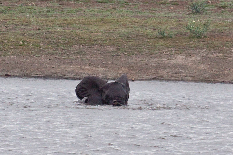 African Elephant Bathing, En Route Olifant's to Satara Rest Camp, Kruger National Park, South Africa