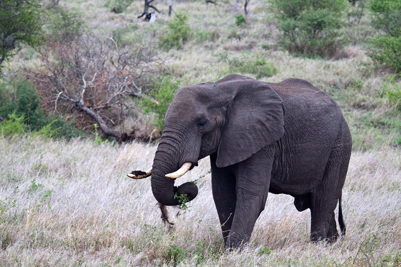 African Elephant Browsing, En Route Olifant's to Satara Rest Camp, Kruger National Park, South Africa