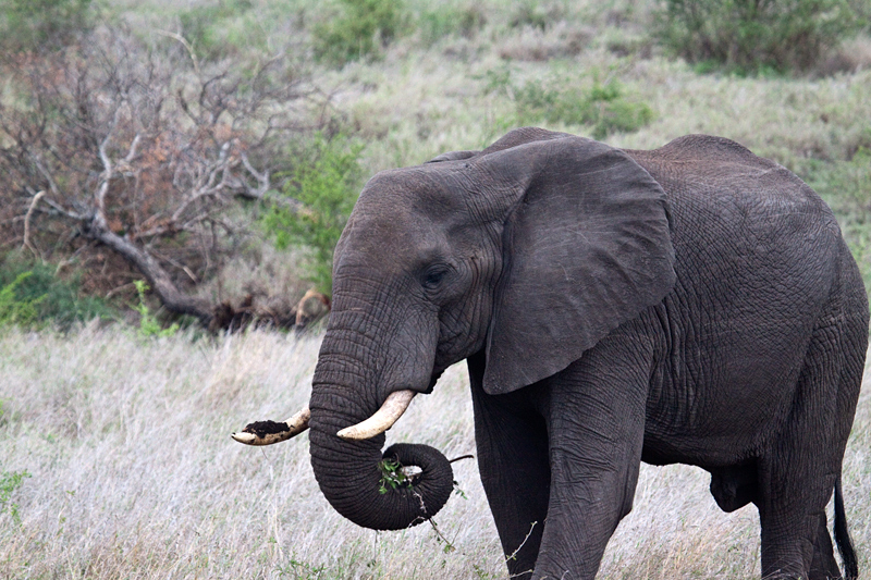 African Elephant Browsing, En Route Olifant's to Satara Rest Camp, Kruger National Park, South Africa