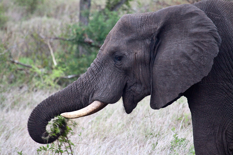 African Elephant Browsing, En Route Olifant's to Satara Rest Camp, Kruger National Park, South Africa