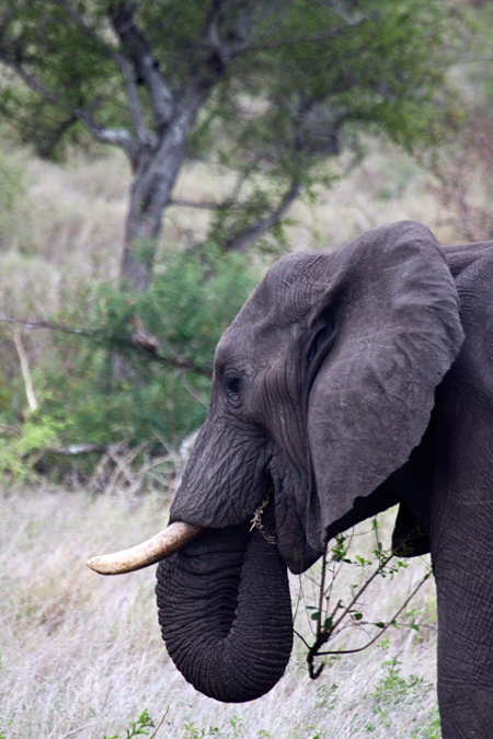 African Elephant Browsing, En Route Olifant's to Satara Rest Camp, Kruger National Park, South Africa