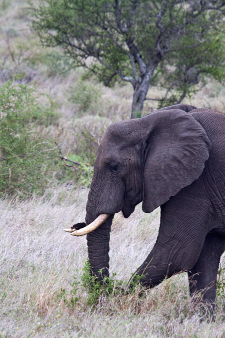 African Elephant Browsing, En Route Olifant's to Satara Rest Camp, Kruger National Park, South Africa