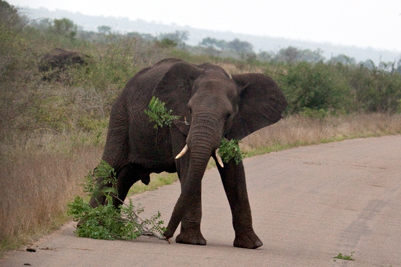 African Elephants on the Road Between Olifant's and Satara Rest Camps, Kruger National Park, South Africa