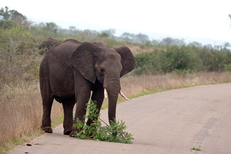 African Elephants on the Road Between Olifant's and Satara Rest Camps, Kruger National Park, South Africa