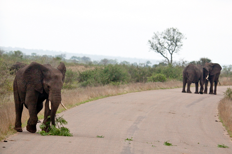 African Elephants on the Road Between Olifant's and Satara Rest Camps, Kruger National Park, South Africa