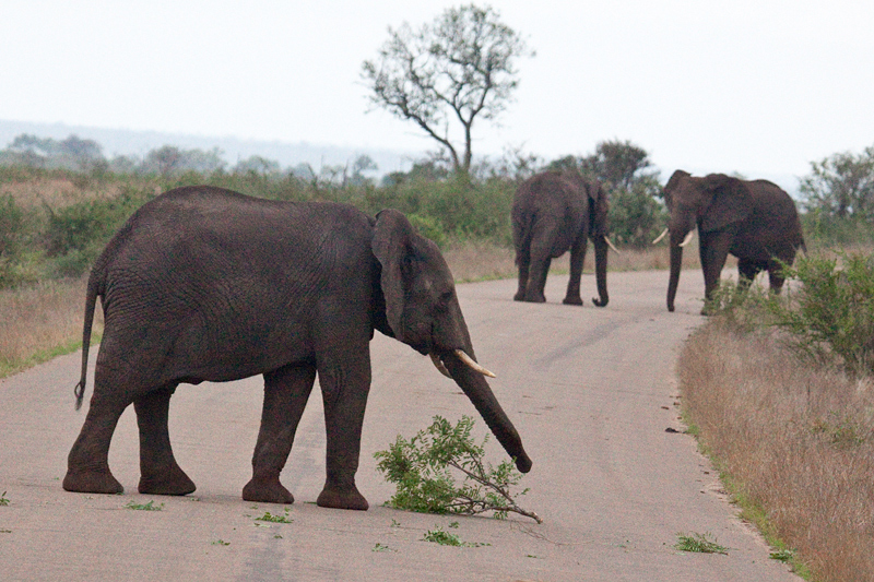 African Elephants on the Road Between Olifant's and Satara Rest Camps, Kruger National Park, South Africa