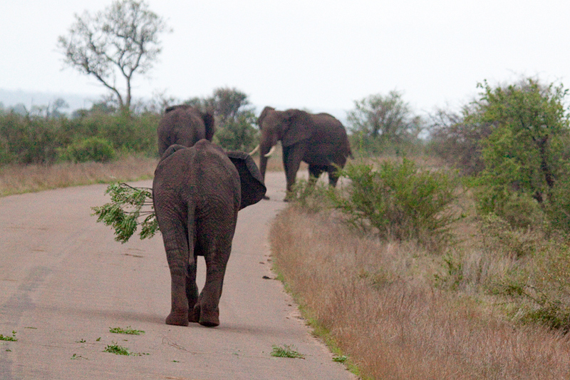 African Elephants on the Road Between Olifant's and Satara Rest Camps, Kruger National Park, South Africa