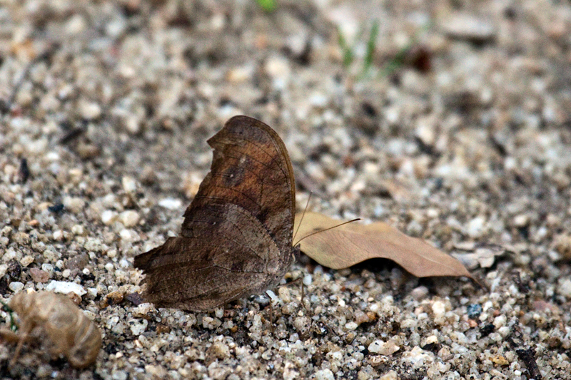 Common Evening Brown Butterfly - Dry Season Form, Skukuza Wetlands and Nursery, Kruger National Park, South Africa