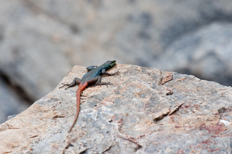 Flat Lizard Species, Drakensberg Escarpment, South Africa