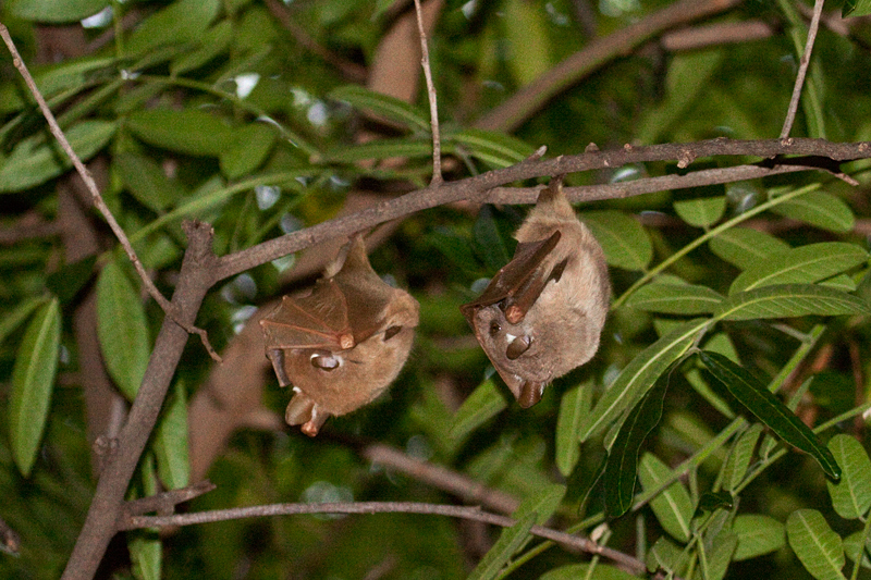 Fruit Bats, Satara Rest Camp, Kruger National Park, South Africa