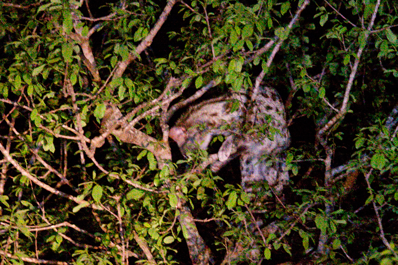 Small-spotted Genet, Night Drive out of Satara Rest Camp, Kruger National Park, South Africa