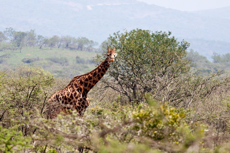 Giraffe, En route Mkuze to Wakkerstroom, South Africa