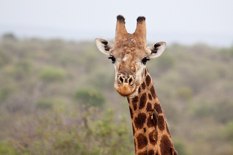 Giraffe, Near Olifant's Rest Camp, Kruger National Park, South Africa