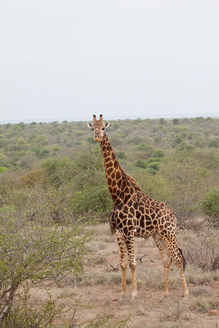 Giraffe, Near Olifant's Rest Camp, Kruger National Park, South Africa