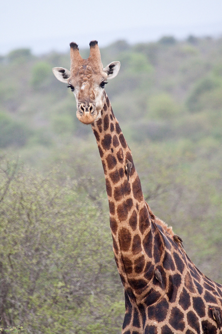 Giraffe, Near Olifant's Rest Camp, Kruger National Park, South Africa