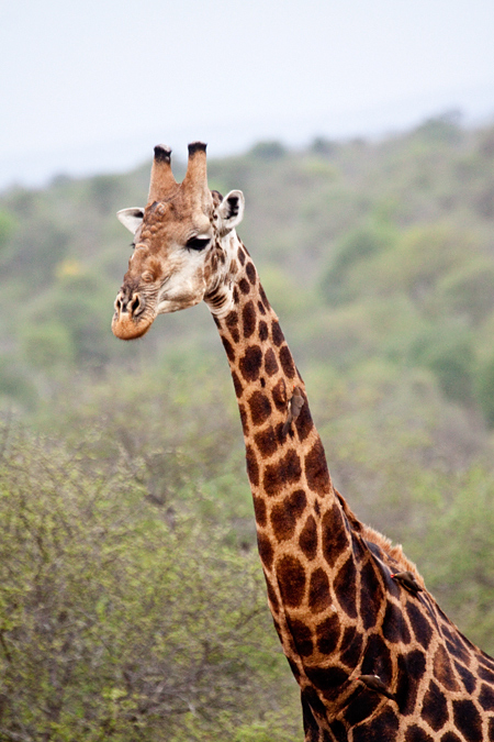 Giraffe, Near Olifant's Rest Camp, Kruger National Park, South Africa