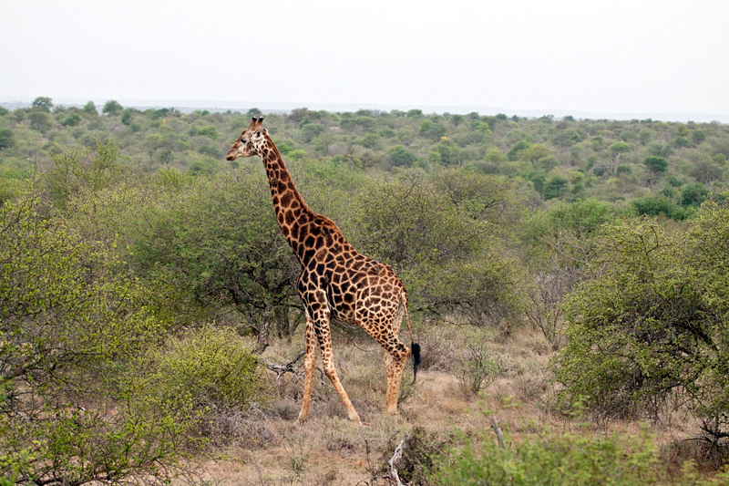 Giraffe, Near Olifant's Rest Camp, Kruger National Park, South Africa