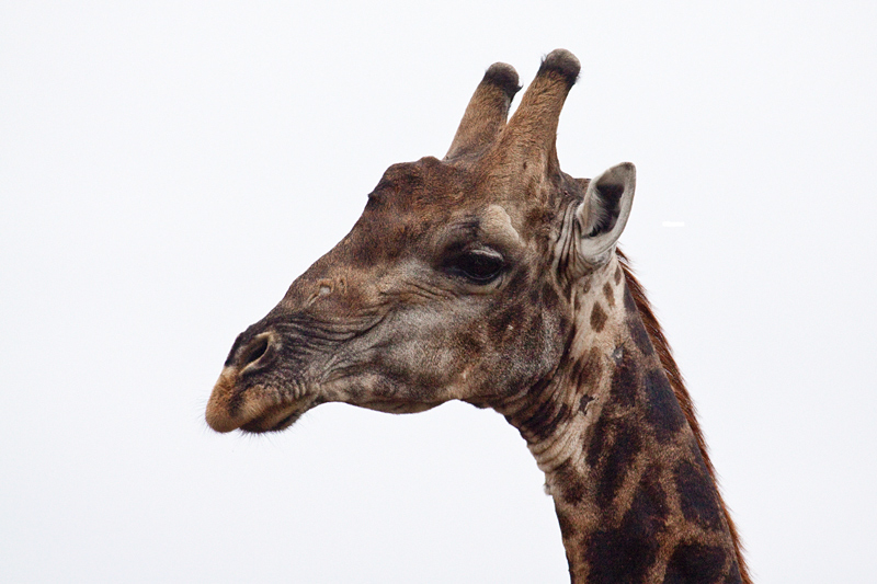 Giraffe, Olifant's Rest Camp Drive, Kruger National Park, South Africa