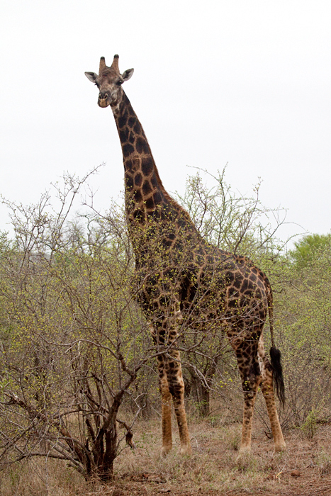 Giraffe, Olifant's Rest Camp Drive, Kruger National Park, South Africa