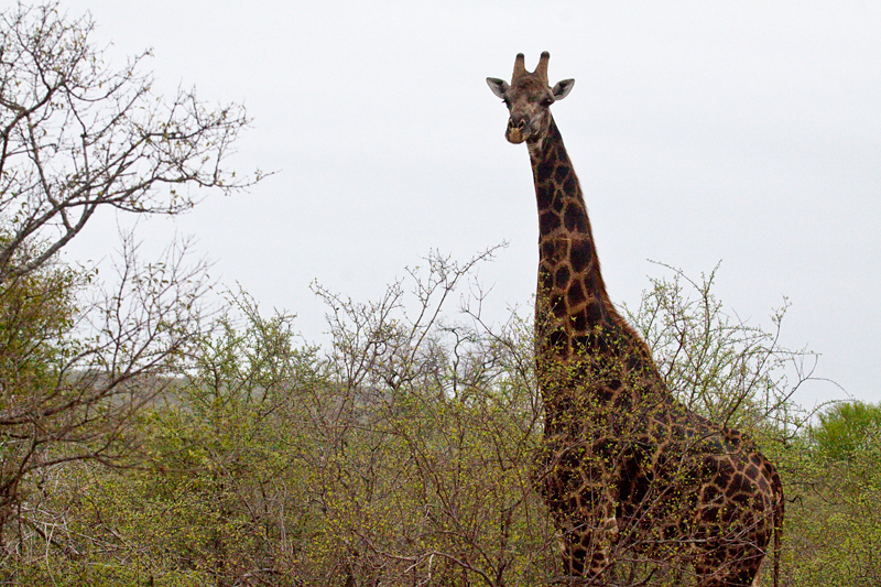 Giraffe, Olifant's Rest Camp Drive, Kruger National Park, South Africa