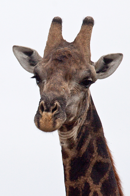 Giraffe, Olifant's Rest Camp Drive, Kruger National Park, South Africa