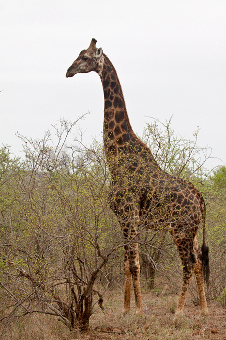 Giraffe, Olifant's Rest Camp Drive, Kruger National Park, South Africa