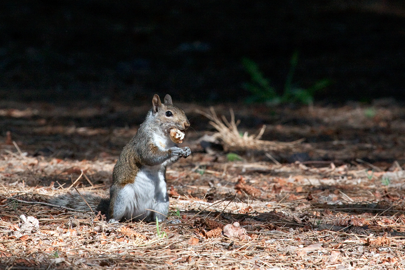 Gray Squirrel, Cape Point, Table Mountain National Park, South Africa