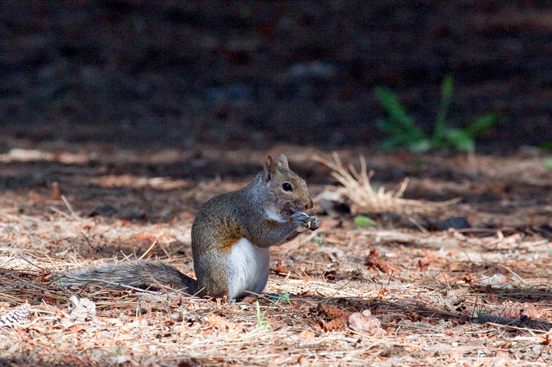 Gray Squirrel, Cape Point, Table Mountain National Park, South Africa