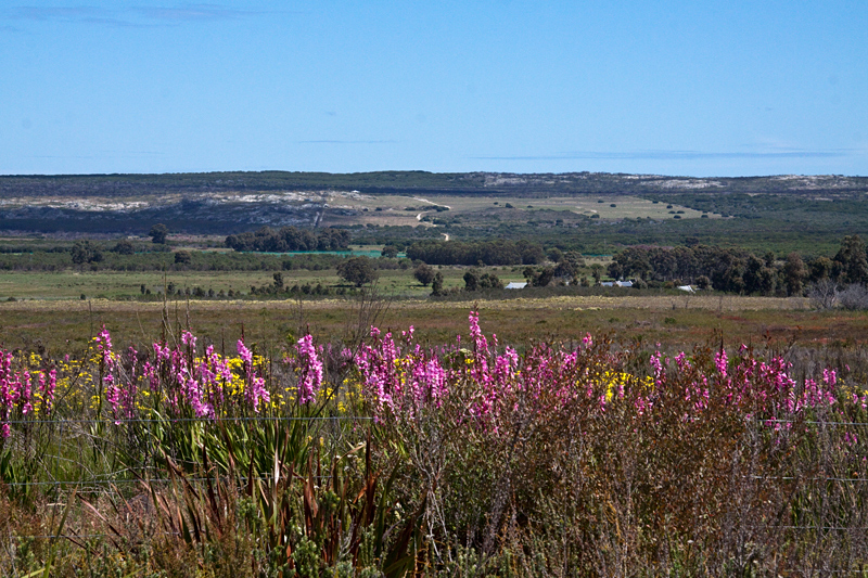 Field en route Hermanus to Cape Town, South Africa