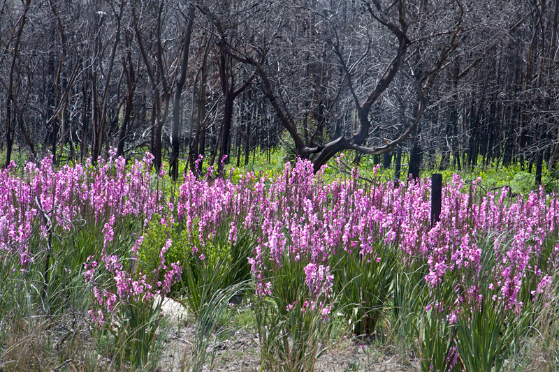 Purple flowers en route Hermanus to Cape Town, South Africa