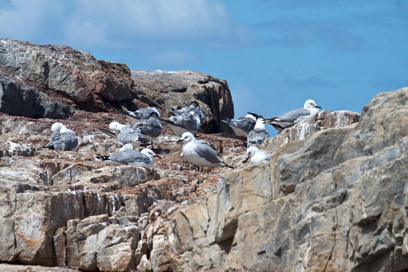 Gulls and Terns, Hermanus, South Africa