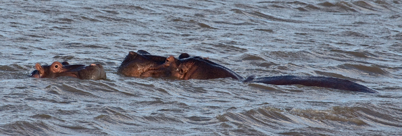 Hippopotamus, St Lucia, iSimangaliso Wetland Park, KwaZulu-Natal, South Africa