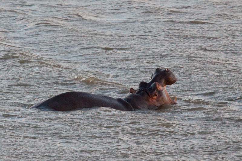 Hippopotamus, St Lucia, iSimangaliso Wetland Park, KwaZulu-Natal, South Africa