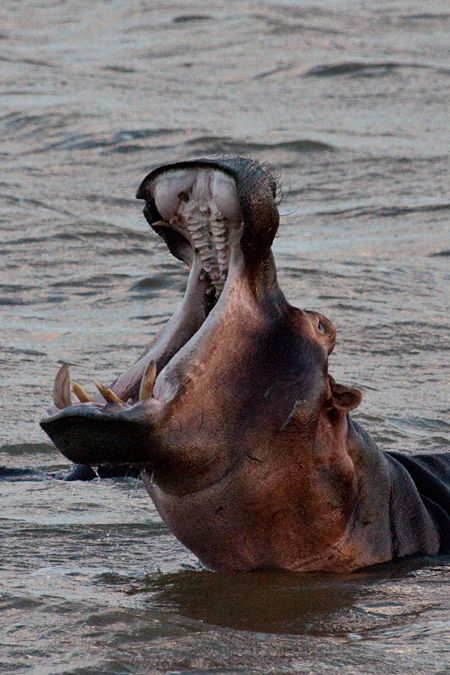 Hippopotamus, St Lucia, iSimangaliso Wetland Park, KwaZulu-Natal, South Africa