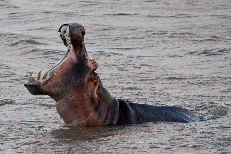 Hippopotamus, St Lucia, iSimangaliso Wetland Park, KwaZulu-Natal, South Africa