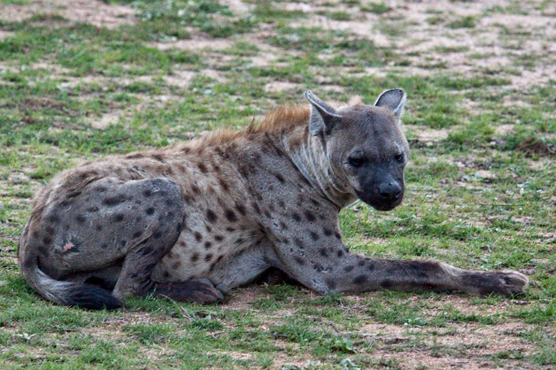 Spotted Hyena, Skukuza Rest Camp, Kruger National Park, South Africa